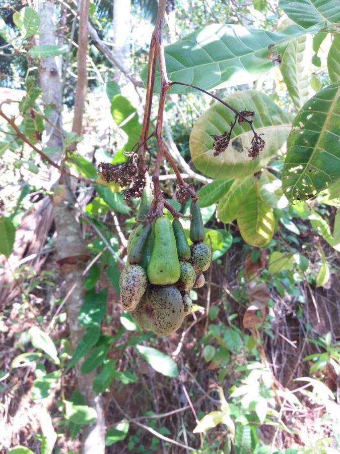 Cashew Villa Hiriketiya Dikwella Sur Exterior foto
