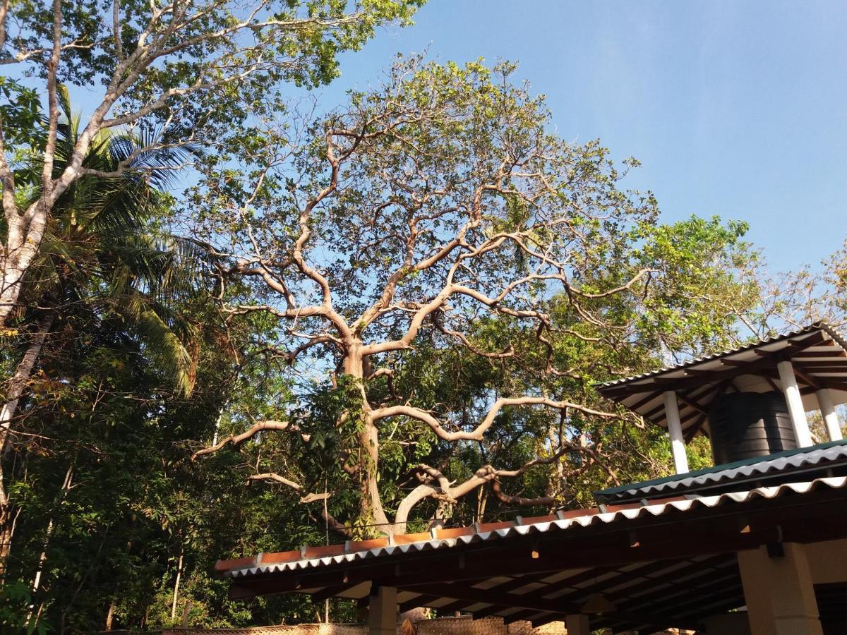 Cashew Villa Hiriketiya Dikwella Sur Exterior foto