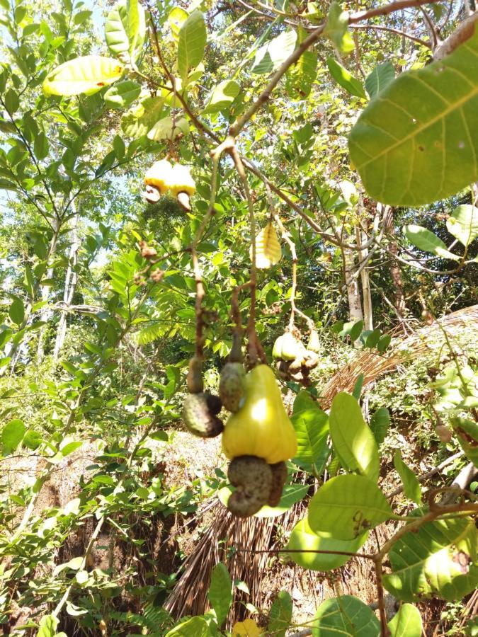 Cashew Villa Hiriketiya Dikwella Sur Exterior foto